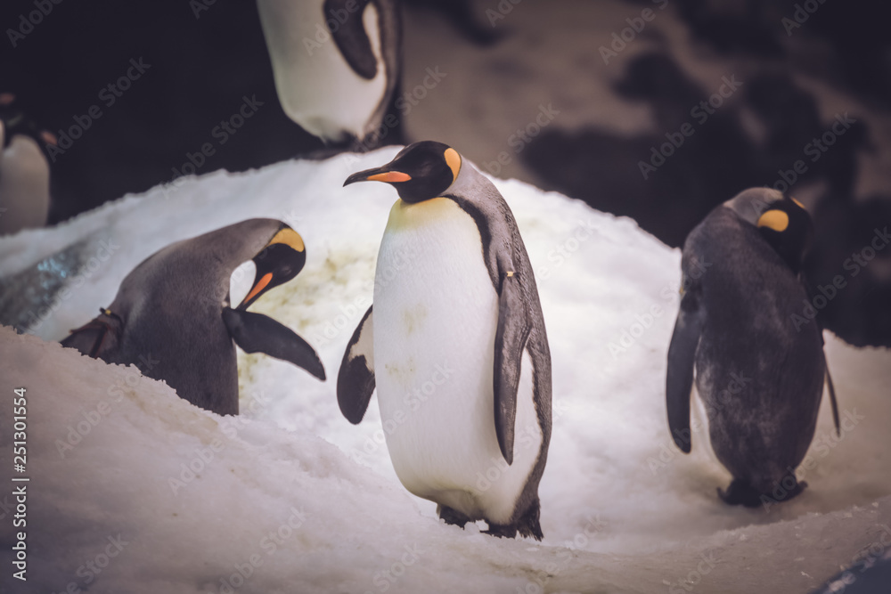 Fototapeta premium Small cute penguin standing on ice