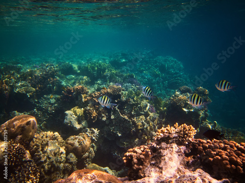 Beautiful colorful underwater photo of coral reefs in red sea
