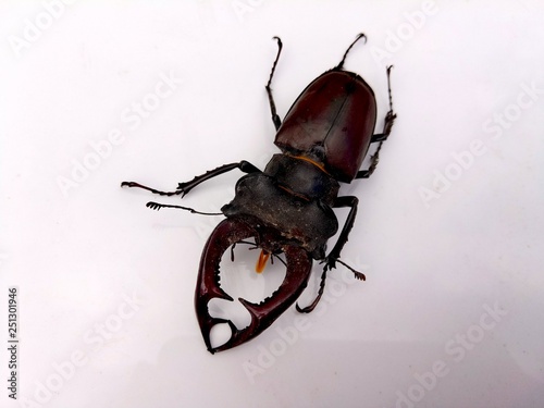 The deer beetle is a large beetle of the genus Lucanus composed family of horns. Is the largest beetle living on the territory Of Europe