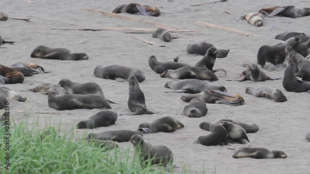 Steller sea lions on the beach of Commander Islands Steller sea lions on the beach of Commander Islands