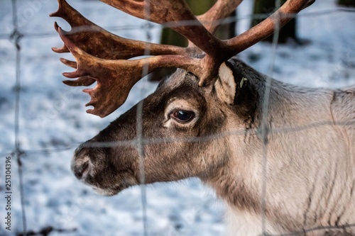 Photography reindeer in captivity