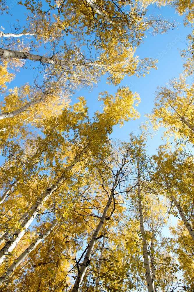 autumn landscape, birch
