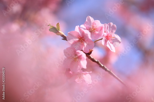 元気に咲いたピンクの桜