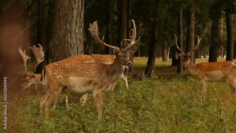 Beautiful wild animal spotted deer with horns on the background of nature, japanese deer, outdoors Beautiful wild animal spotted deer with horns on the background of nature, japanese deer, outdoors