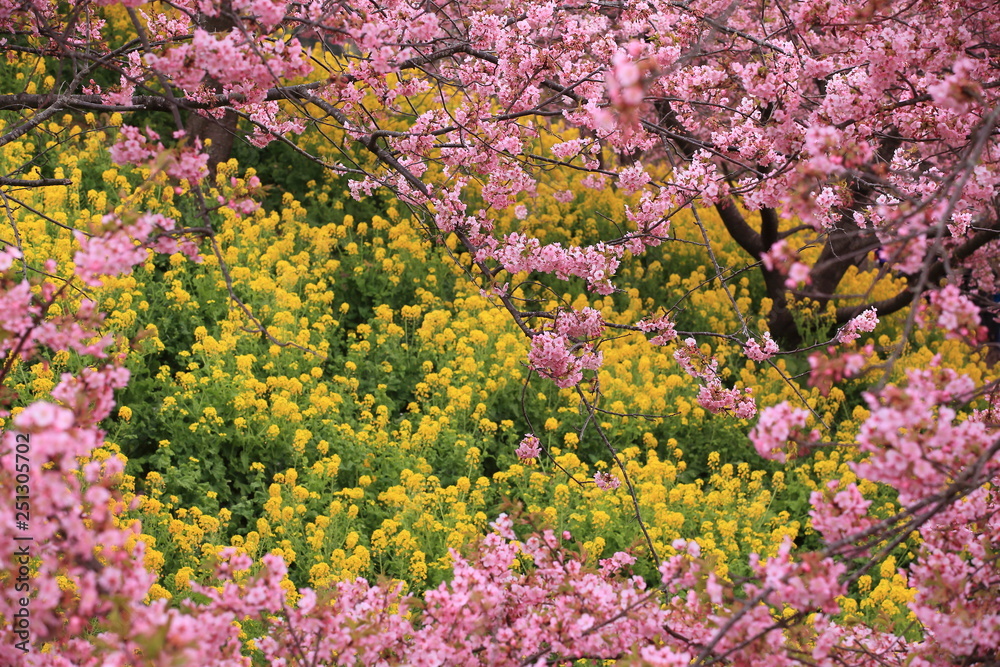 菜の花畑を包むピンクの桜