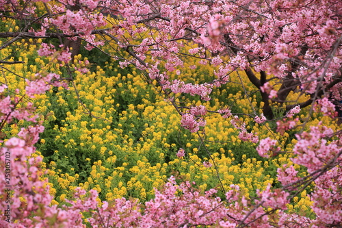 菜の花畑を包むピンクの桜