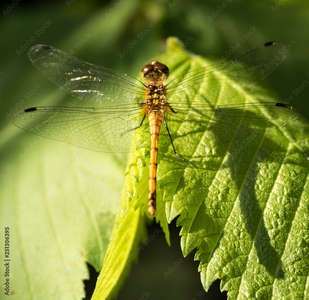 dragonfly sitting on a branch, nature dragonfly sitting on a branch, nature