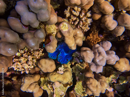 Fototapeta Naklejka Na Ścianę i Meble -  closeup underwater colorful photo of coral reef and tridacna giant clam