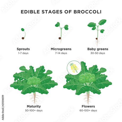 Edible stages of Broccoli infographic elements in flat design. Broccoli plant growing process including sprout, microgreens, baby greens, maturity and broccoli florets isolated on white background.