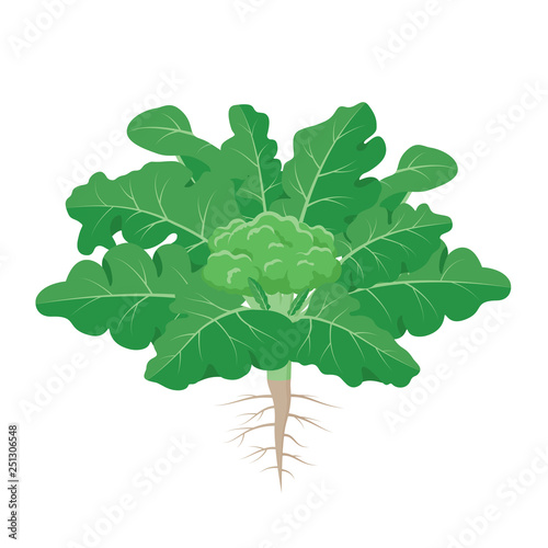 Broccoli plant with the ripe broccoli fruit among big green leaves with roots vector illustration isolated on white background.