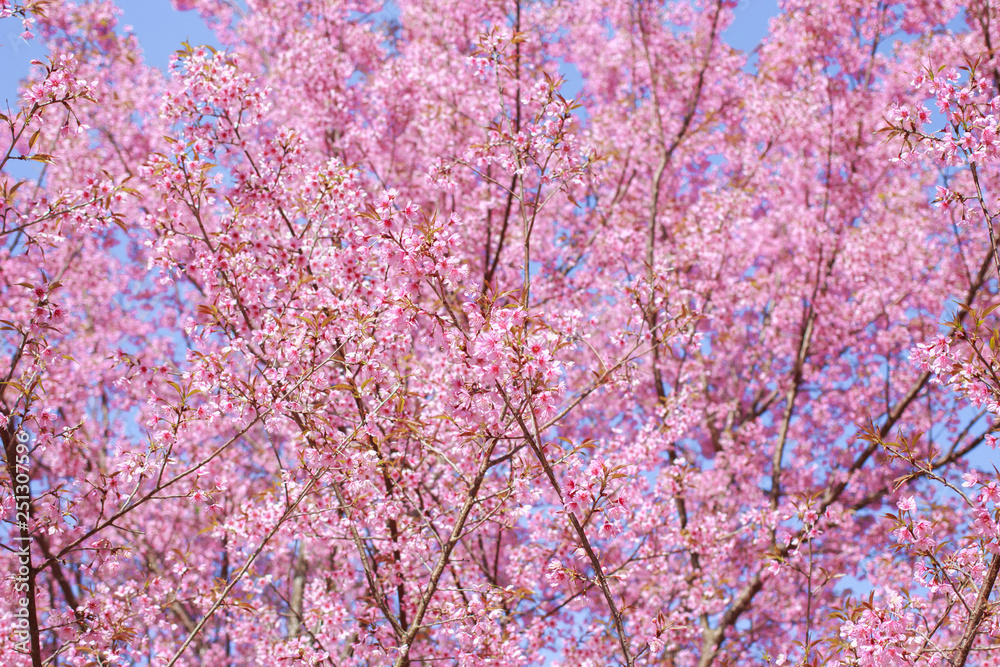 Wild Himalayan Cherry Blossoms in spring season (Prunus cerasoides), Sakura in Thailand, selective focus, Phu Lom Lo, Loei, Thailand. Wild Himalayan Cherry Blossoms in spring season (Prunus cerasoides), Sakura in Thailand, selective focus, Phu Lom Lo, Loei, Thailand.