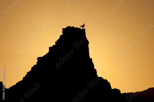 Gull perched on a rock at sunset.
