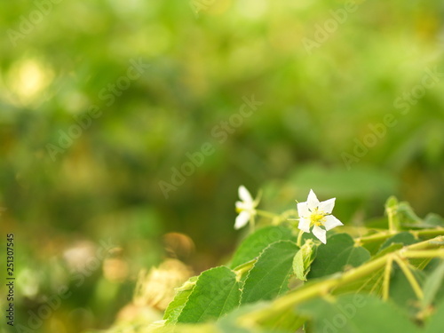 Fototapeta Naklejka Na Ścianę i Meble -  Flower of Flacourtia rukam Tree with Natural Morning Light and Green Nature Background in Thailand.