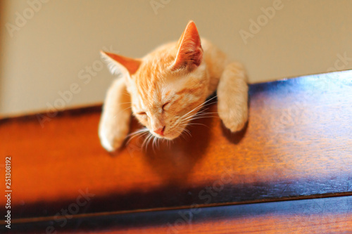 Red tabby cat.(sleep)
