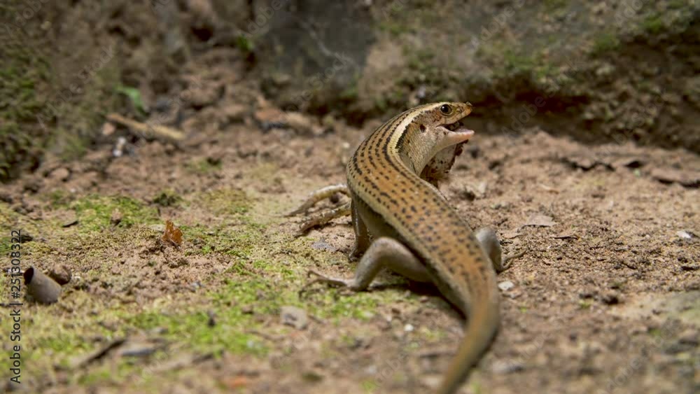 Lizard eating frog Lizard eating frog