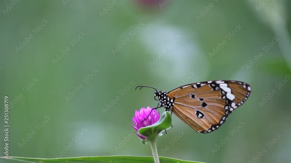 A video of The Plain Tiger Butterfly sitting on the flower plant and feeding itself in its natural habitat A video of The Plain Tiger Butterfly sitting on the flower plant and feeding itself in its natural habitat