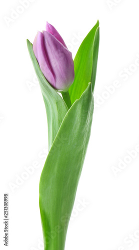 Beautiful fresh tulip on white background