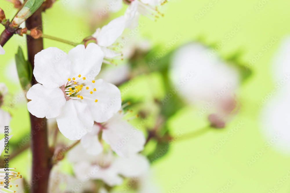 Beautiful blooming cherry blossoms close up.
