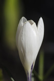 Early white crocus flower. Macro with selective focus. Saffron in the spring garden.