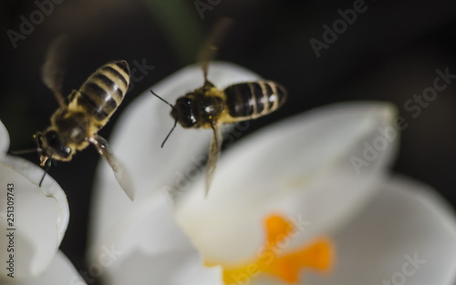 A bee collecting honey from a white crocus flower with an orange pestle and stamens. Macro with selective focus. Saffron in the spring garden.