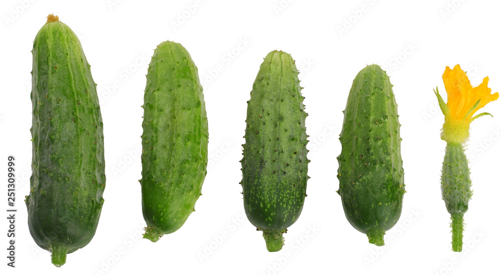 Green cucumbers isolated on white background. Top view Green cucumbers isolated on white background. Top view