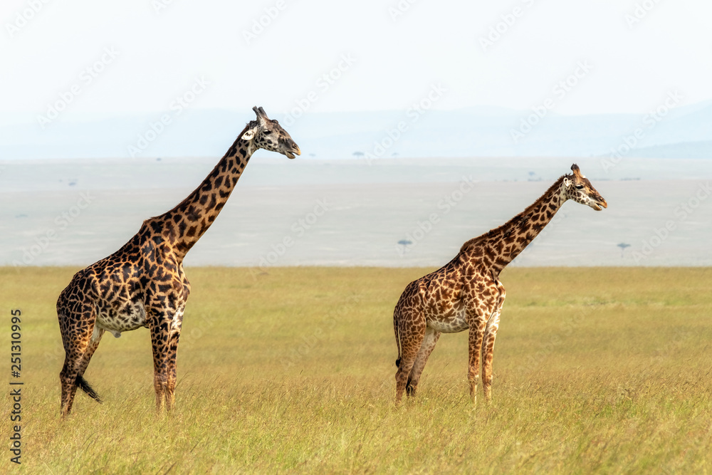 Obraz premium Male and female giraffe in the Masai Mara