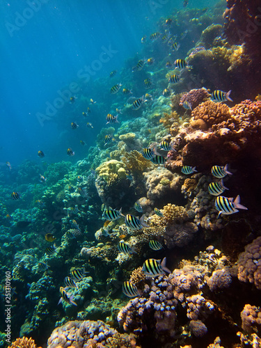 Fototapeta Naklejka Na Ścianę i Meble -  Brightful underwater photo of sergeant major fishes at coral reefs in red sea