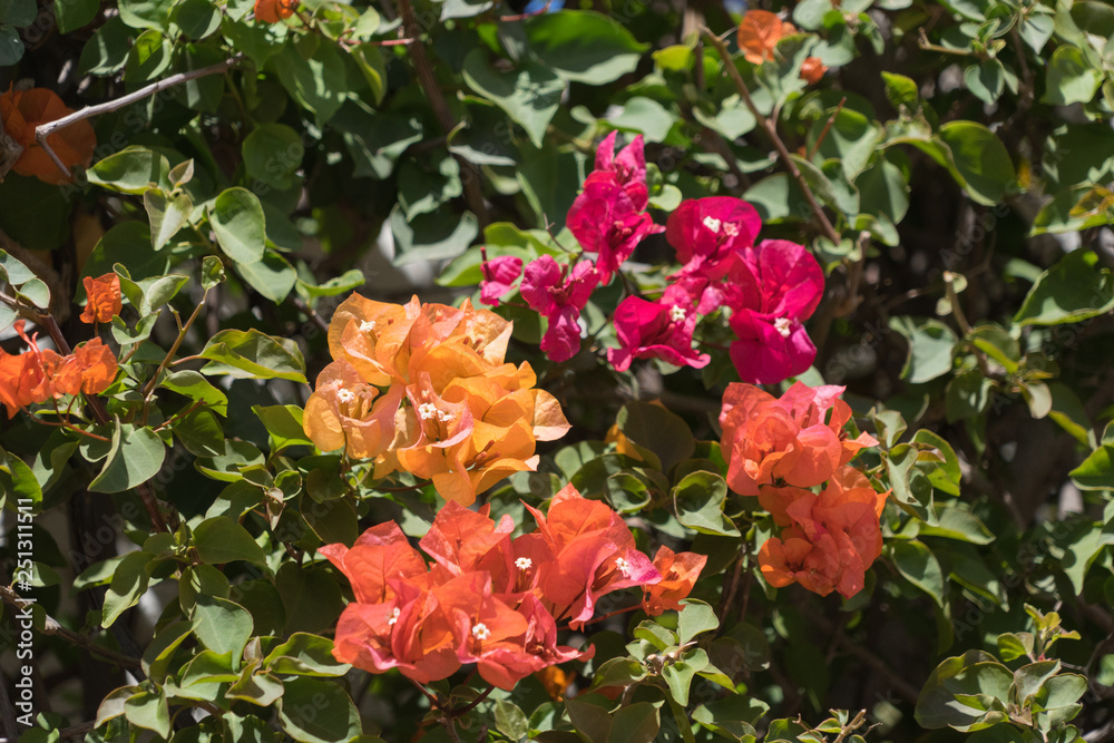 Obraz premium Bunt blühende Hecke