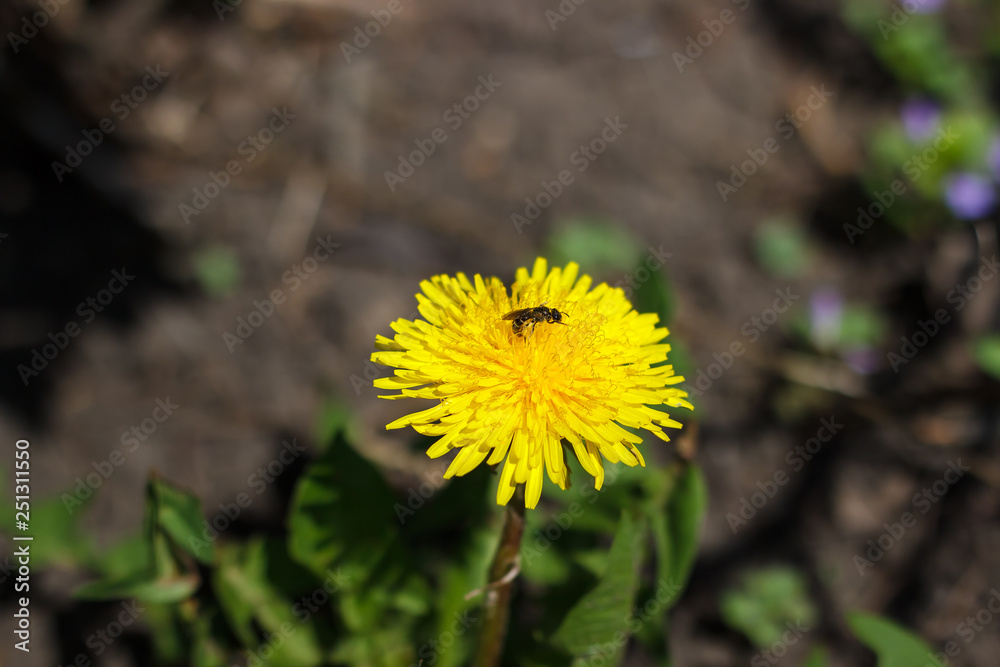 Spring in May, insects pollinate yellow dandelions or chrysanthemum in the garden Spring in May, insects pollinate yellow dandelions or chrysanthemum in the garden