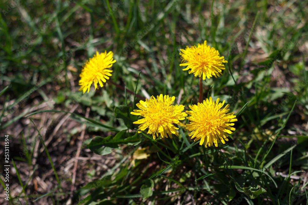 Spring in May, insects pollinate yellow dandelions or chrysanthemum in the garden Spring in May, insects pollinate yellow dandelions or chrysanthemum in the garden