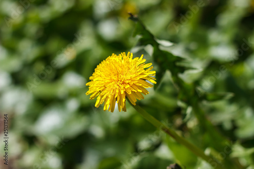 Spring in May  insects pollinate yellow dandelions or chrysanthemum in the garden