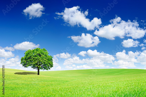 Idyllic view, lonely tree on green field