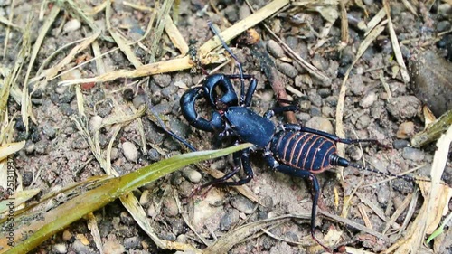 Whip scorpion walking on ground photo