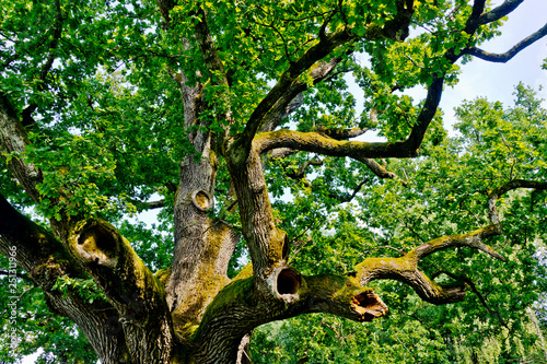 Pedunculate oak, quercus robur photo