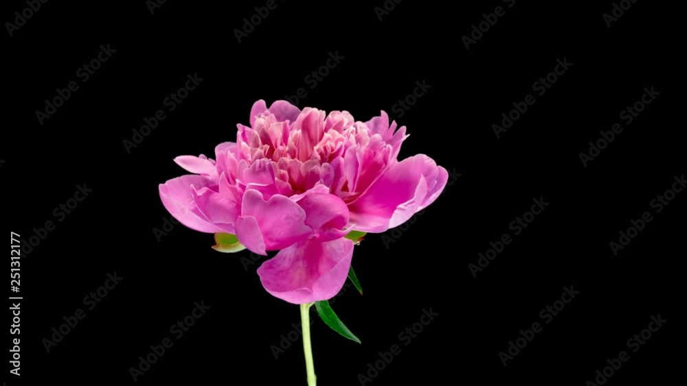 Timelapse of pink peony flower blooming on black background in 4K Timelapse of pink peony flower blooming on black background in 4K