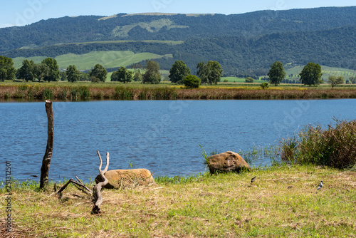A popular bird watching lake in the Natal Midlands.