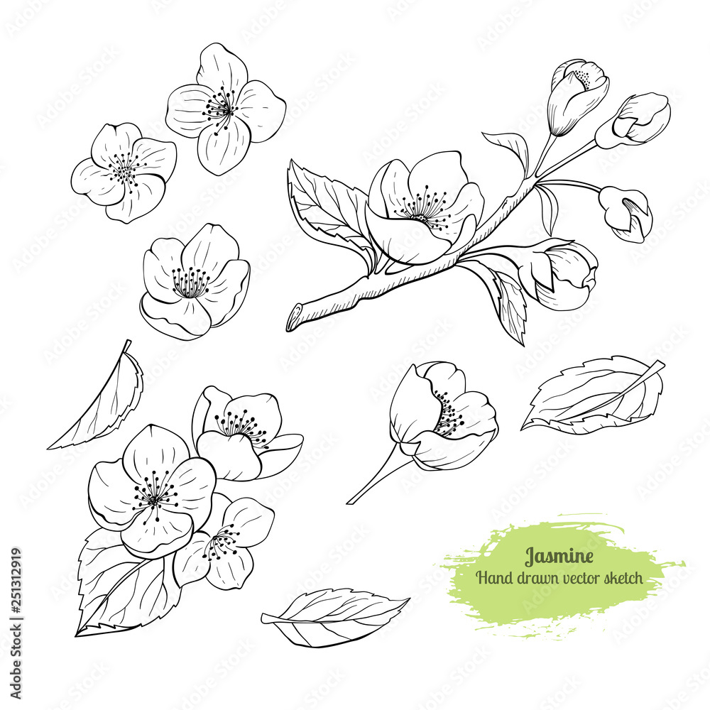 Hand drawn set Jasmine flower with leaves. Traced by hand. Black line