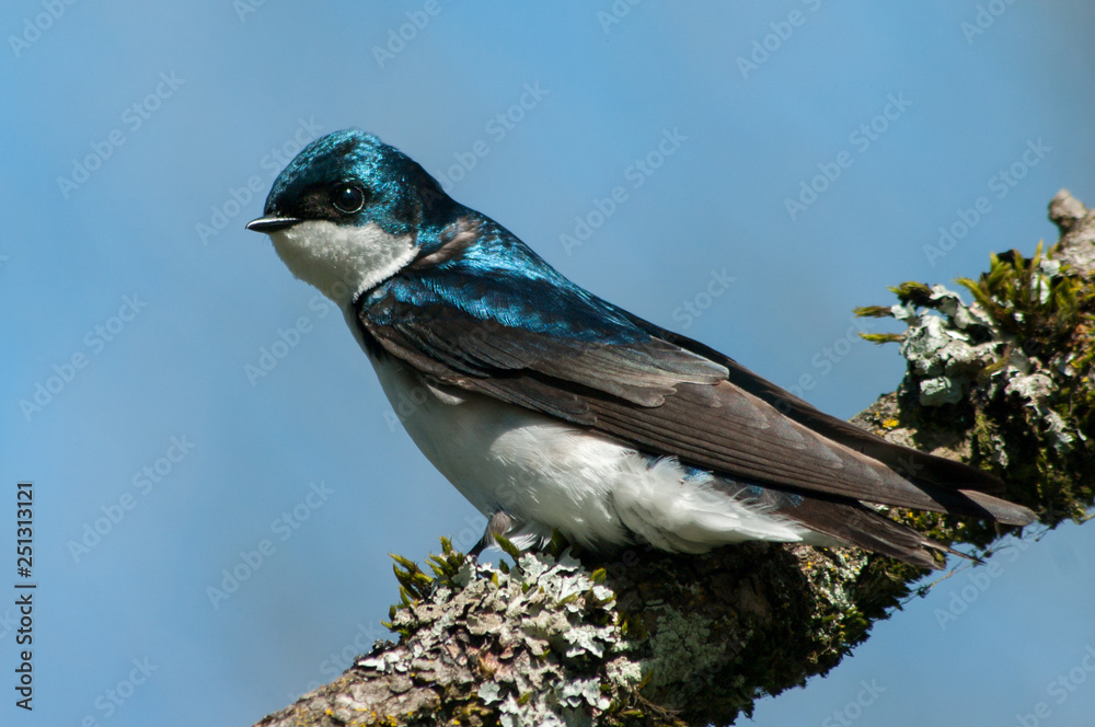 Tree Swallow (Tachycineta bicolor) and lichens on tree branch. Ridgefield National Wildlife Refuge, Washington Tree Swallow (Tachycineta bicolor) and lichens on tree branch. Ridgefield National Wildlife Refuge, Washington