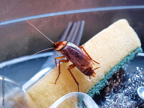 Cockroaches on the dishwasher sponge The dirty sink has nasty cockroaches, food scavengers, and is also a disease carrier in the digestive tract. On the background, dishwashing sponge.selective focus