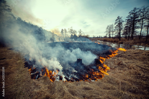Forest fire - environmental damage