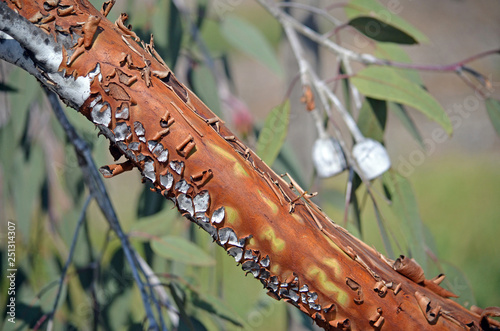 Brown cracked peeling bark of the Australian native Eucalyptus caesia subspecies magna, family Myrtaceae. Endemic to Western Australia. Also known as the Silver Princess. Bark type known as miniritch. photo