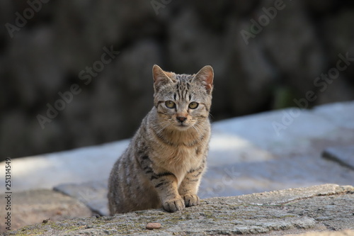 Canvastavla 仔猫（野良猫）　Kitten (Stray cat)