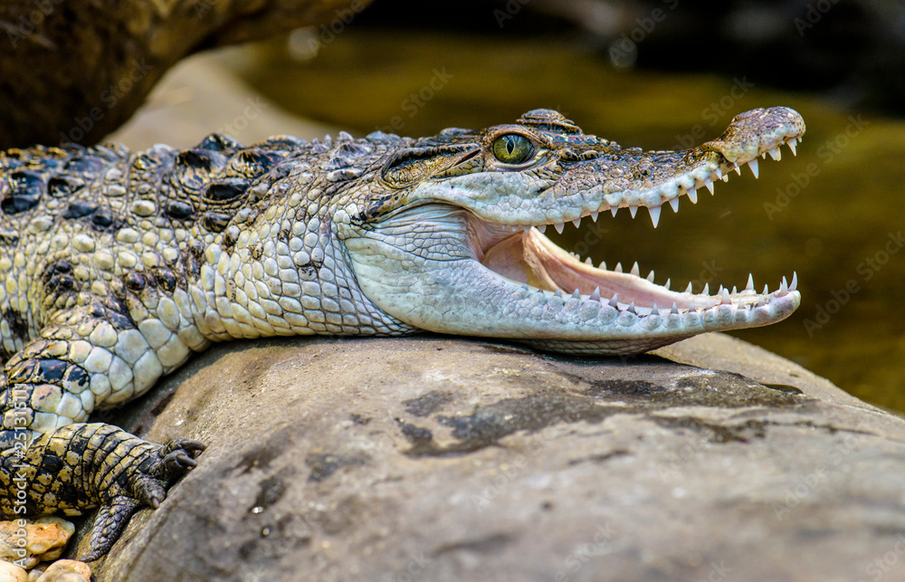 Freshwater crocodile ( Crocodylus mindorensis ) living in Philippine. Freshwater crocodile ( Crocodylus mindorensis ) living in Philippine.
