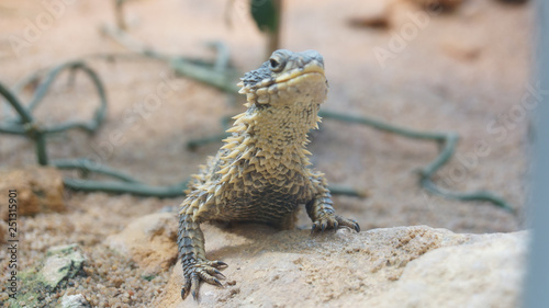 agama lizerd looking curious in the sun desert animal