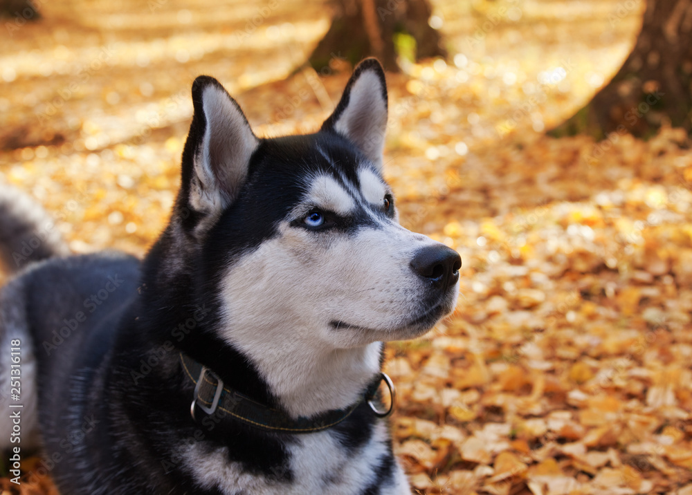 Obraz premium Dog breed Siberian husky in golden autumn forest