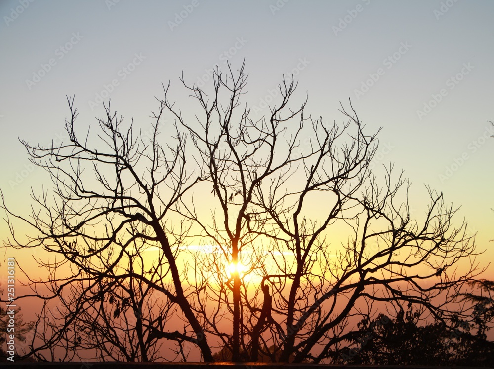silhouette of a tree silhouette of a tree
