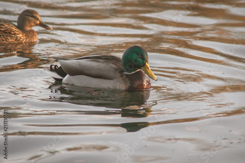 Wild duck on the water