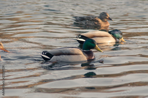 A flock of wild ducks on the water