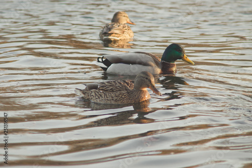 A flock of wild ducks on the water