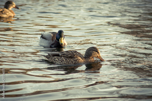 A pair of wild ducks on the water